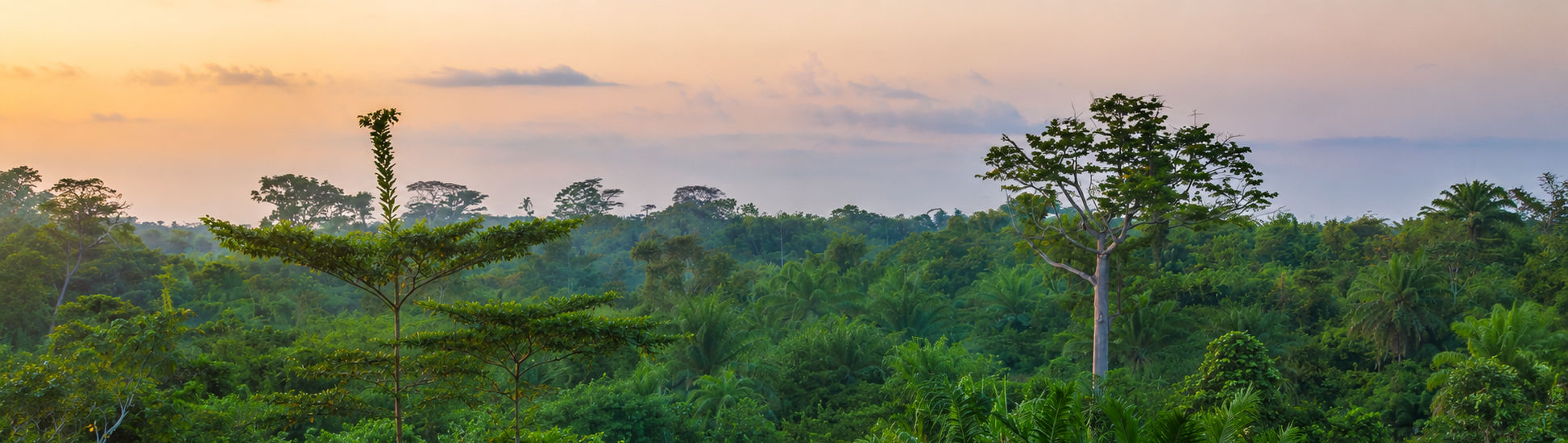 Jungle banner